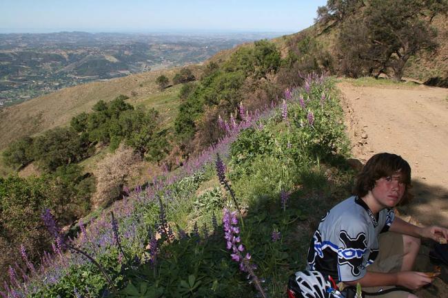 Stopping to smell the lupins