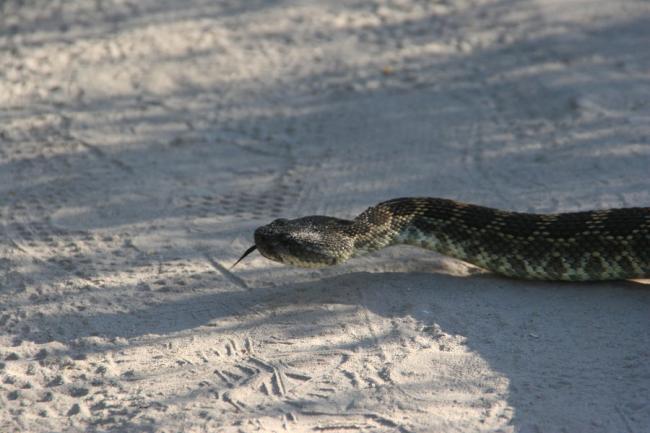 Rattler
