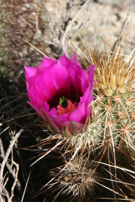 Catcus Flower