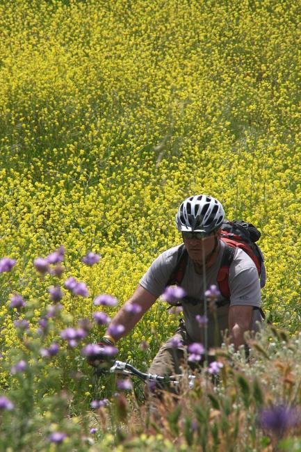 Flower Cruising