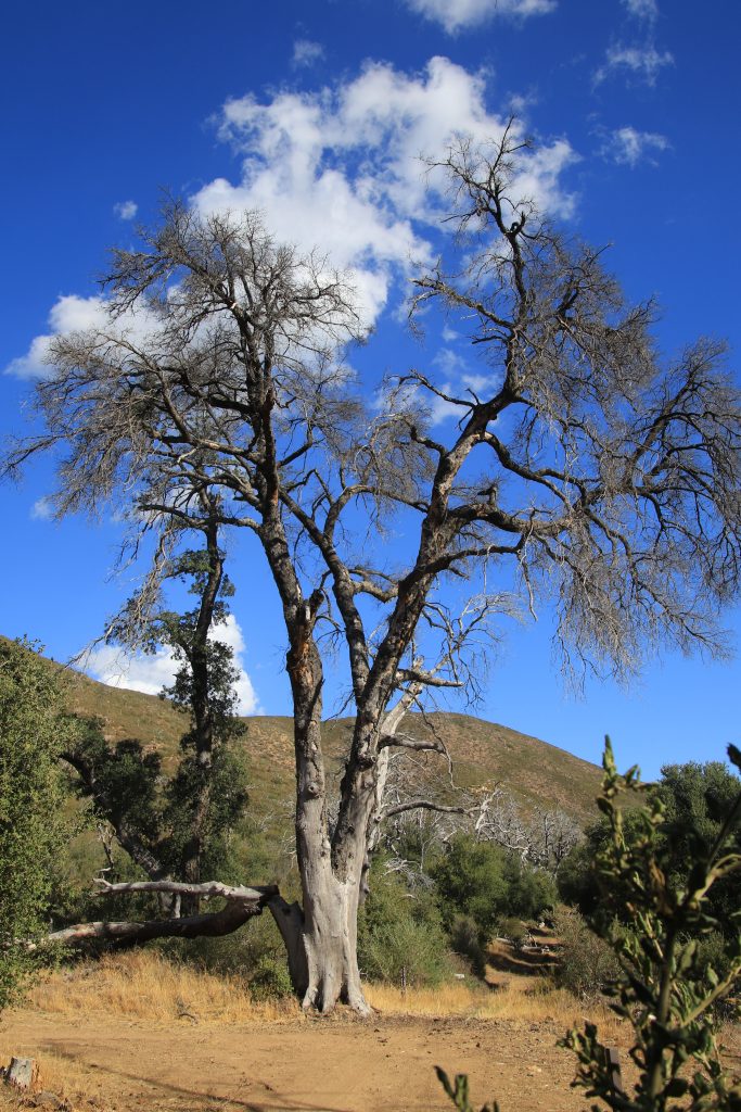 An oak at the bottom of the Green Valley singletrack