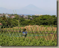 MtFuji-Summer2004-FromMuira.jpg (312829 bytes)