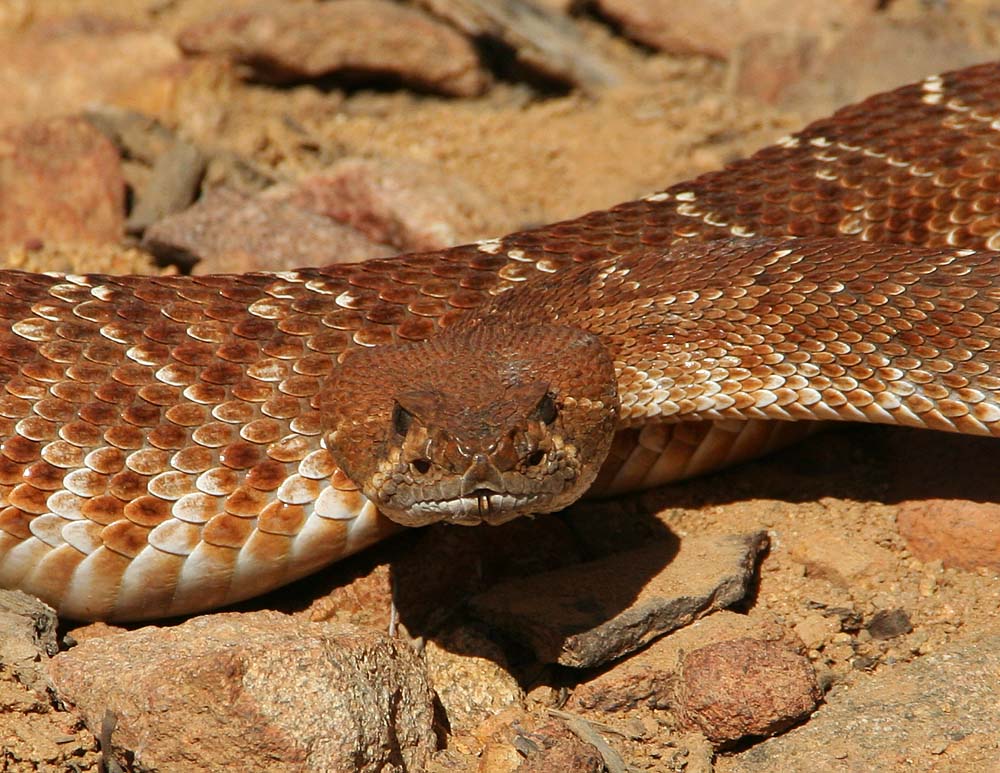 Baby Western Diamondback Rattlesnake