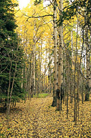 Twin Lakes