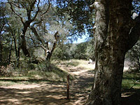 Cuyamaca-02-21APR02-JunctGreenValleySoapstone-2.jpg (102784 bytes)