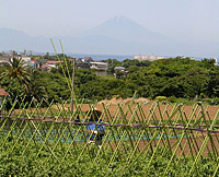 MtFuji-Summer2004-FromMuira.jpg (312829 bytes)