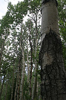 images/Trails/LakeTahoe/Tahoe-09JUL05-MartlettLake-Aspens-01.jpg