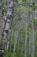 images/Trails/LakeTahoe/Tahoe-09JUL05-MartlettLake-Aspens-02.jpg