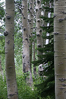 images/Trails/LakeTahoe/Tahoe-09JUL05-MartlettLake-Aspens-04.jpg