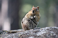 images/Trails/LakeTahoe/Tahoe-Chipmonks-8JUL05-04.jpg