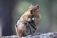 images/Trails/LakeTahoe/Tahoe-Chipmonks-8JUL05-05.jpg