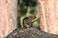 images/Trails/LakeTahoe/Tahoe-Chipmonks-8JUL05-09.jpg