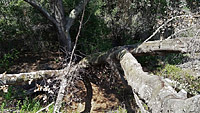 Warren Canyon Trail