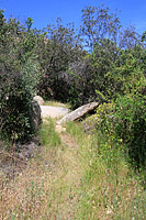 Warren Canyon Trail