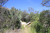 Warren Canyon Trail