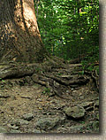 Wissahickon Trail System