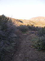 Palm Canyon Pinyon Flats Loop