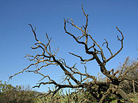 Palm Canyon Pinyon Flats Loop