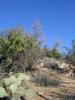 Palm Canyon Pinyon Flats Loop