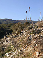 Palm Canyon Pinyon Flats Loop