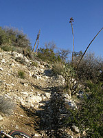 Palm Canyon Pinyon Flats Loop