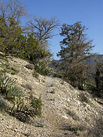 Palm Canyon Pinyon Flats Loop