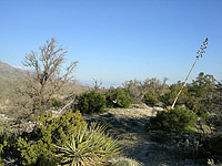 Palm Canyon Pinyon Flats Loop