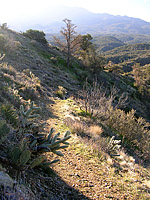 Palm Canyon Pinyon Flats Loop