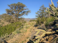 Palm Canyon Pinyon Flats Loop