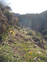 Palm Canyon Pinyon Flats Loop