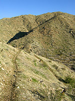 Palm Canyon Pinyon Flats Loop