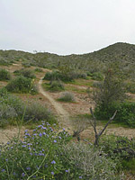 Palm Canyon