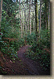 Banner Forest