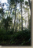 Banner Forest
