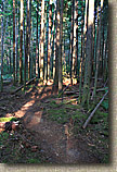 Banner Forest 2010