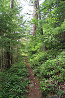 Lower Dungeness and Gold Creek Trails