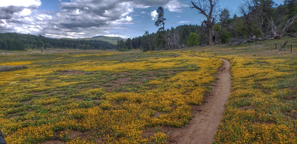 Big Laguna Meadow