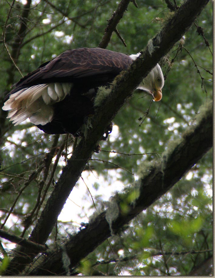 Whistle Lake Area of Anacortes