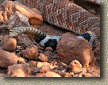 images/FavsGallery/Rattlesnakes-14MAR07-17.jpg