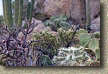images/Trails/AZ07/AZ07-Tuscon-50YR-13JAN07-08.jpg