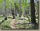 Flagstaff Aspens