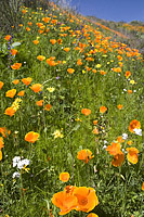 Caspers Wilderness Park