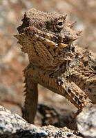 images/Trails/CondorPeak/CondorPeak-07APR07-21.jpg