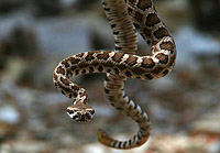 Baby Rattlesnake