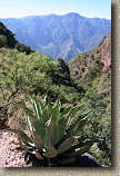 Copper Canyon Picture