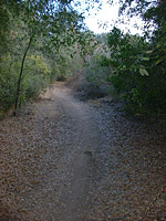 DaleyRanch-11NOV01-03-BobcatSingleTrack-1.jpg (150056 bytes)