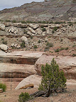 Picture of Rabbit Valley near Loma, CO