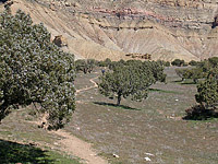 Bookcliffs in Fruita Pciture