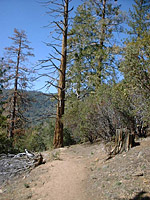 Idyllwild-22MAR03-12-ErnieMaxTrail.JPG (122871 bytes)