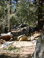 Idyllwild-22MAR03-18-ErnieMaxTrail.JPG (131936 bytes)